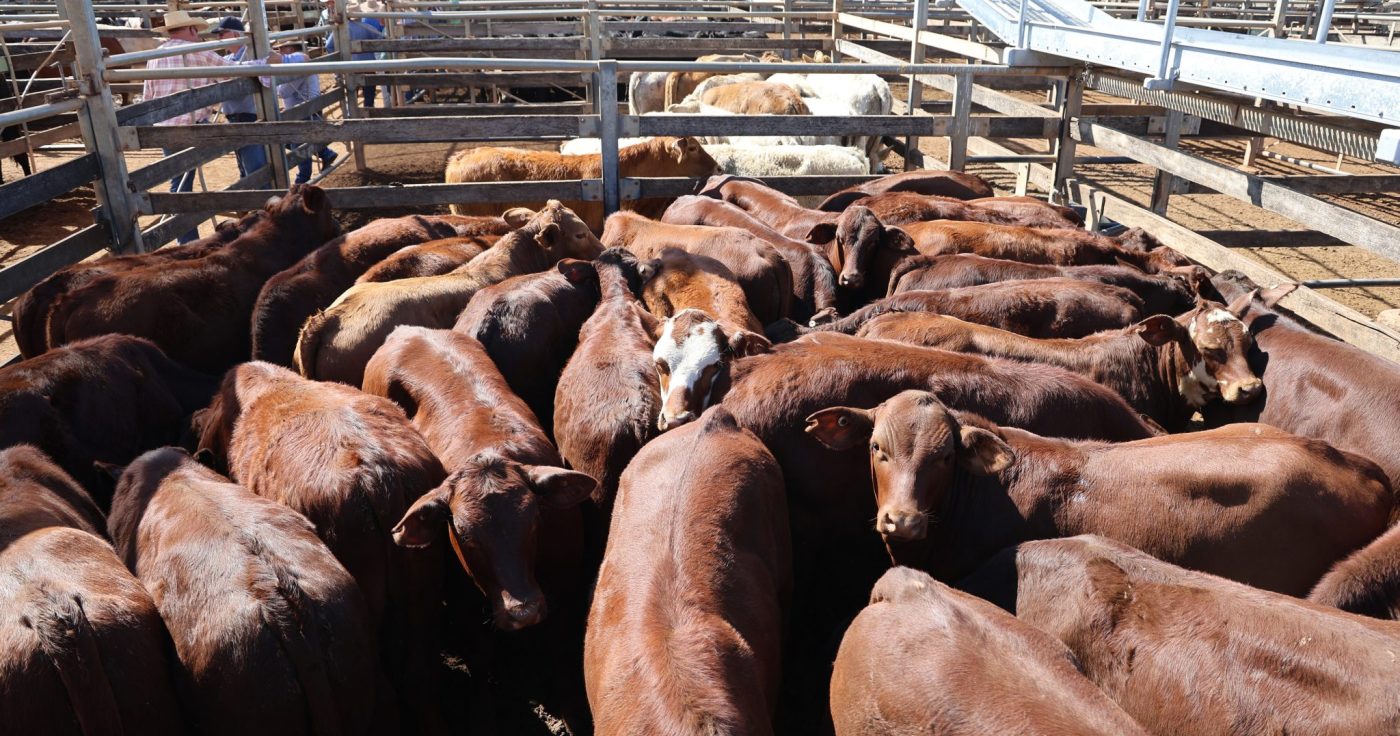 Photo supplied by Roma Saleyards