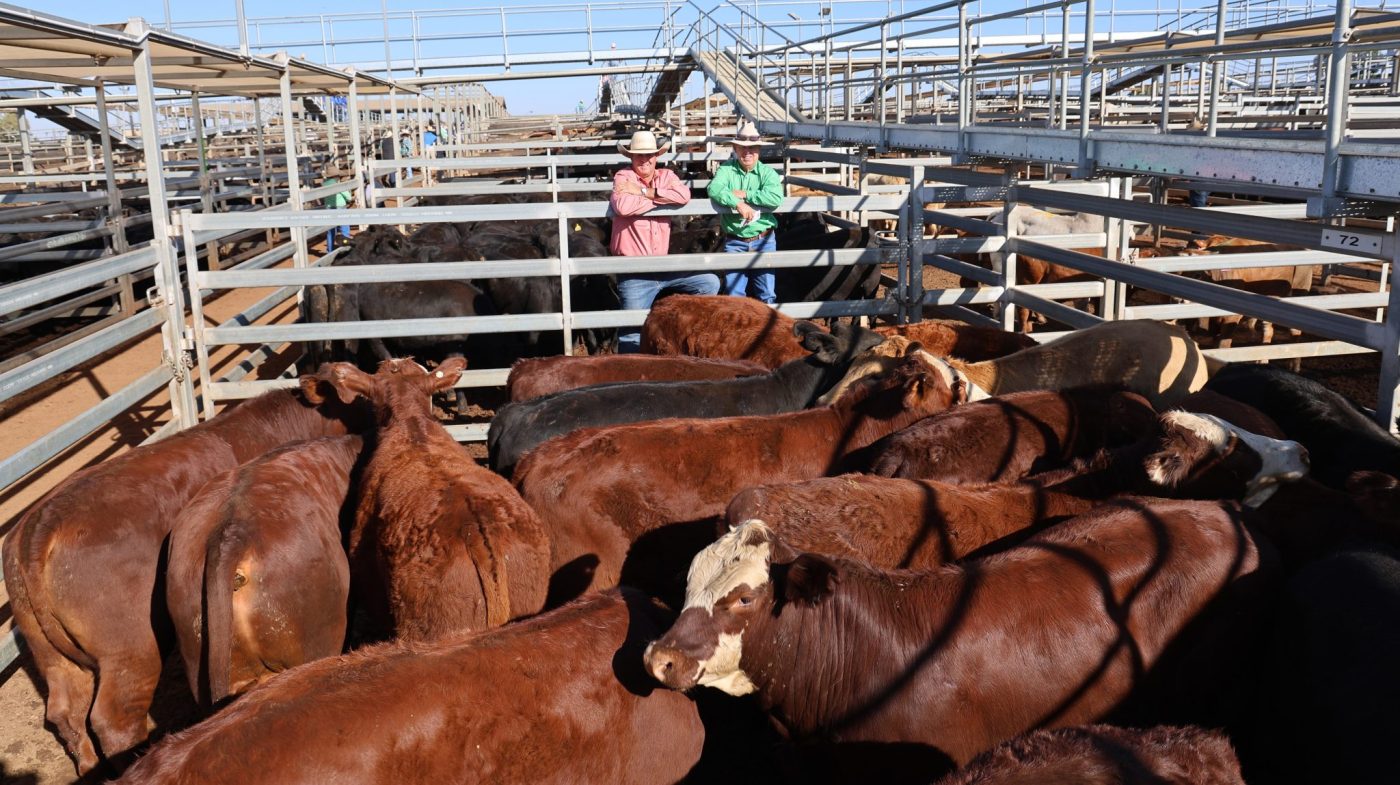 Photo supplied by Roma Saleyards